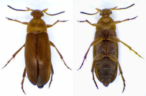 Réf. 352 373 : Anaspis sp.
